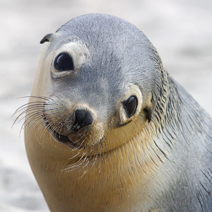 A sea lion